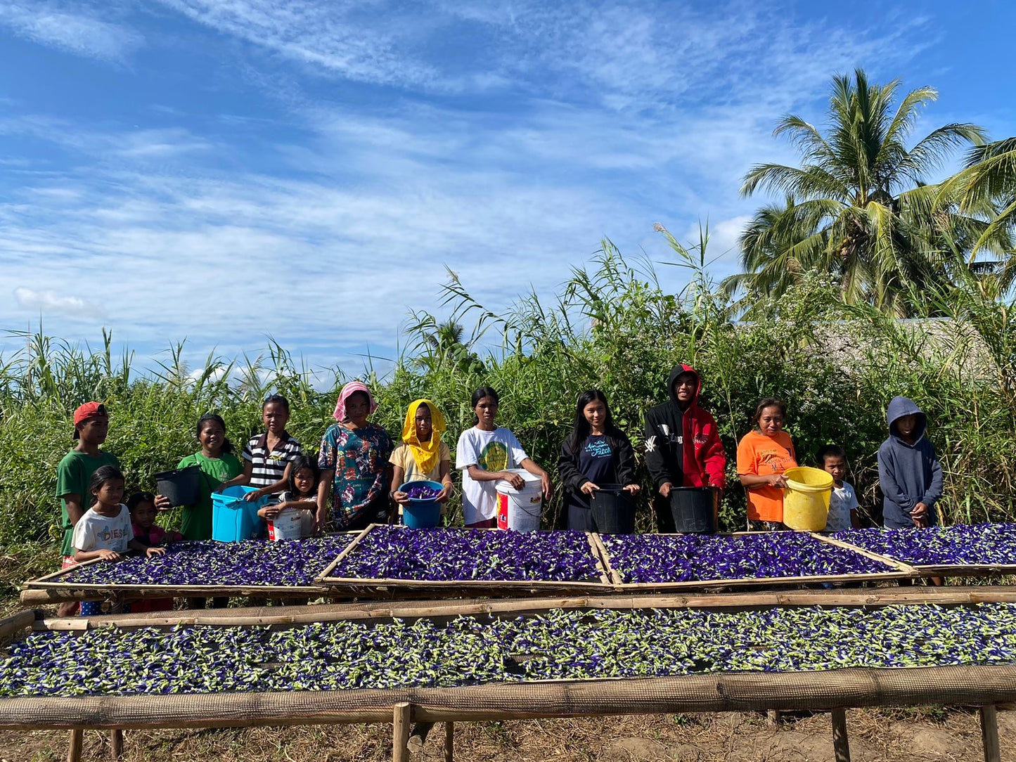 200G Organic Blue Ternate Flower