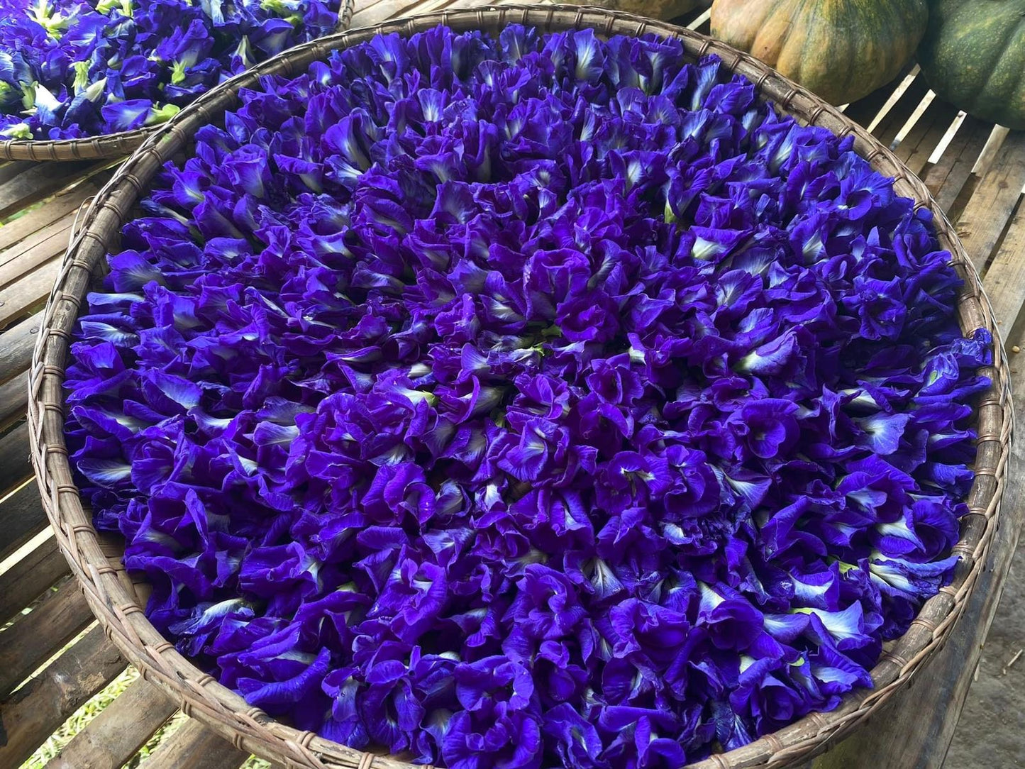 200G Organic Blue Ternate Flower