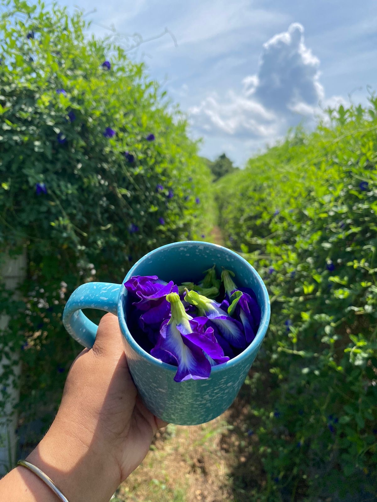 200G Organic Blue Ternate Flower