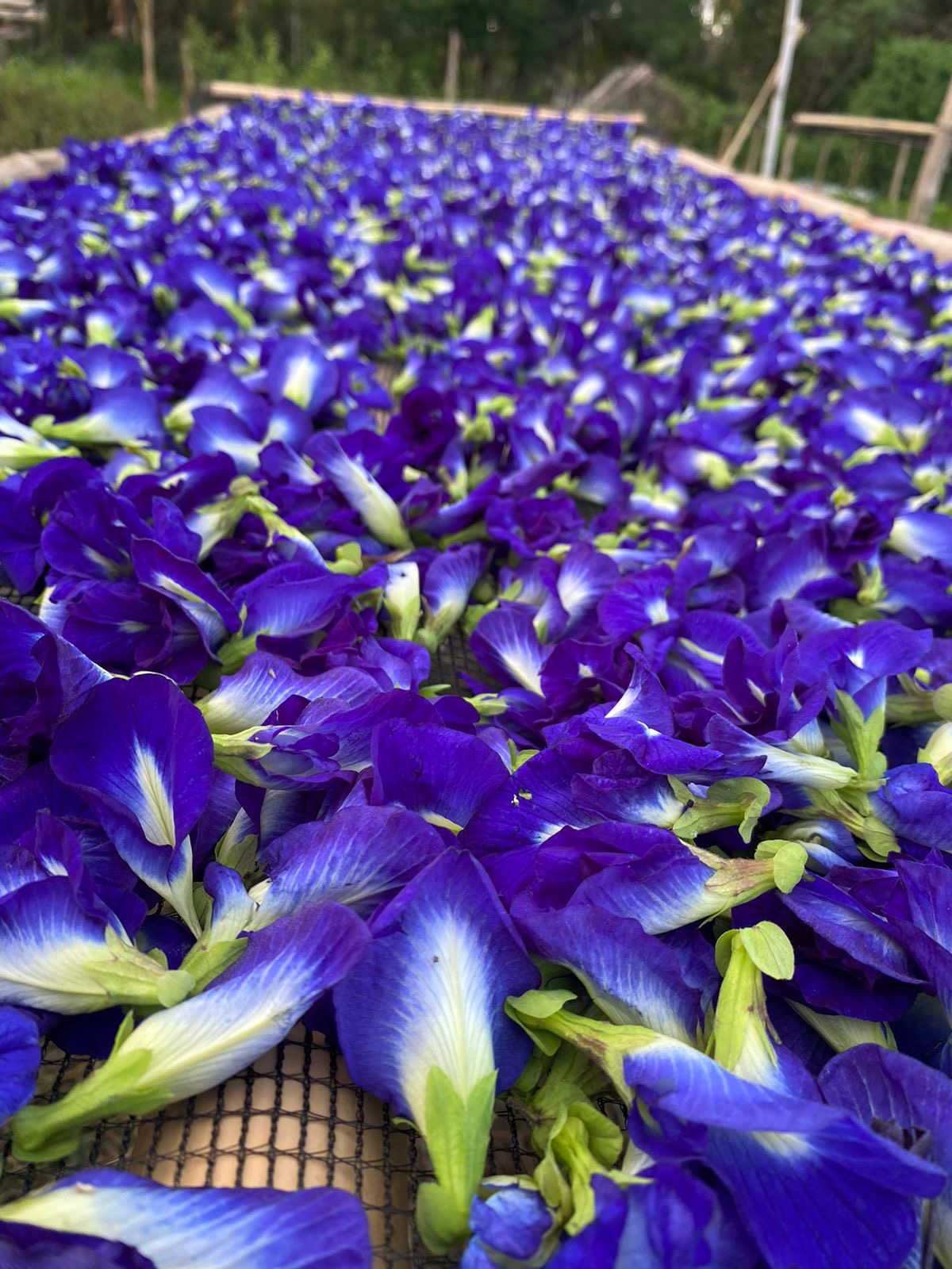 200G Organic Blue Ternate Flower