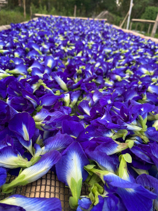 1KG Organic Blue Ternate Flower