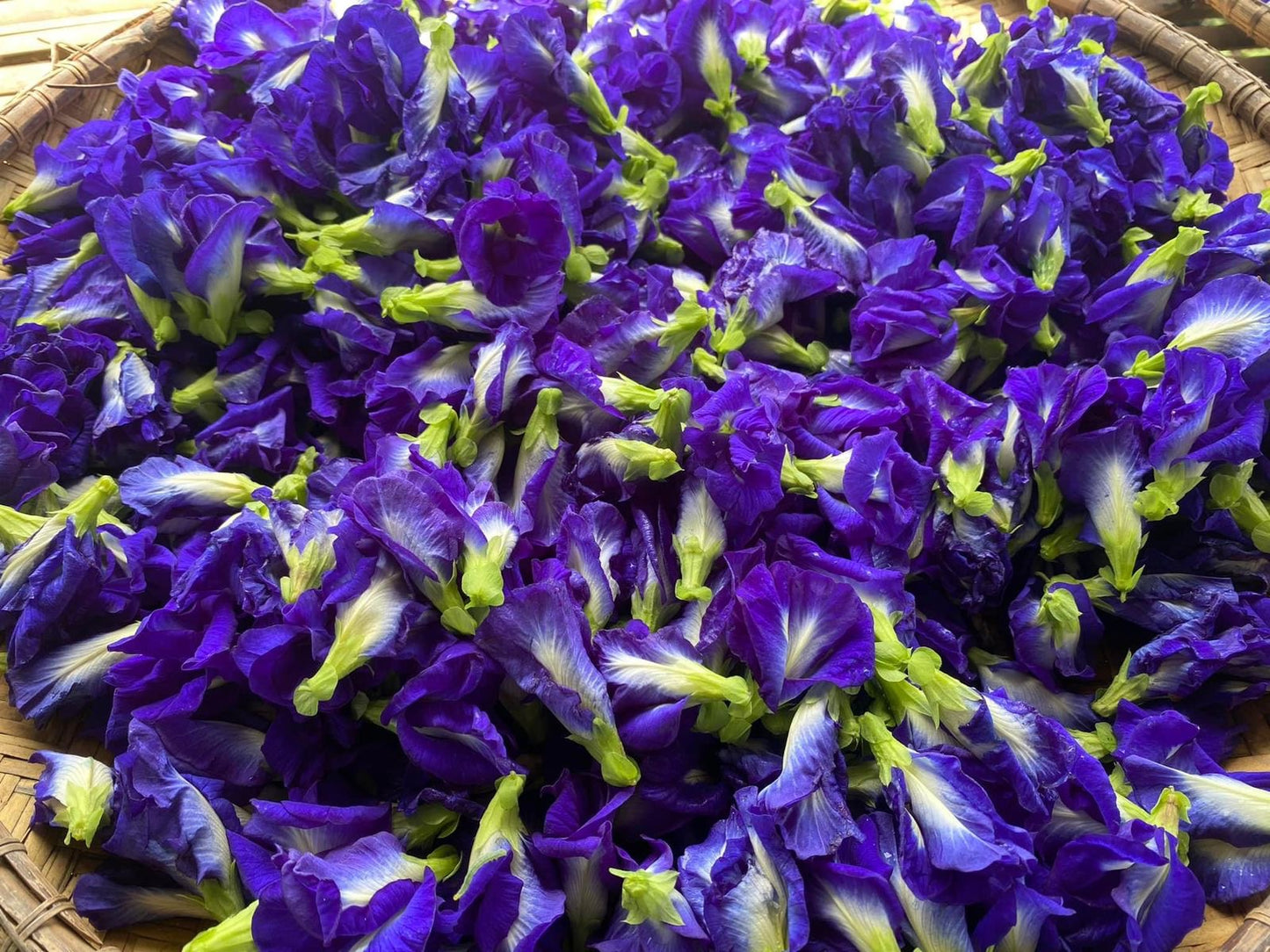 200G Organic Blue Ternate Flower